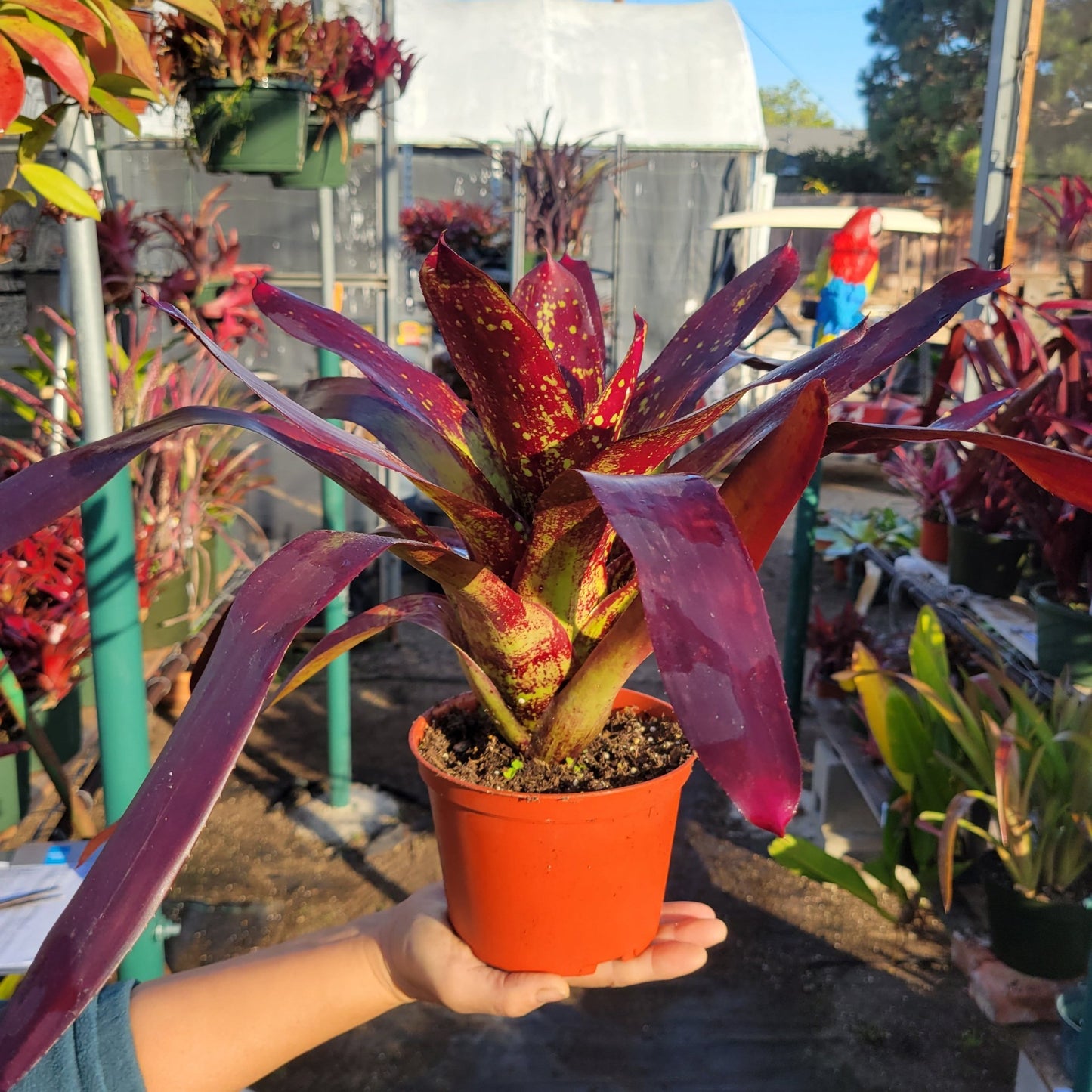 Neoregelia 'Dr. Oeser' Verde - Rainforest Flora