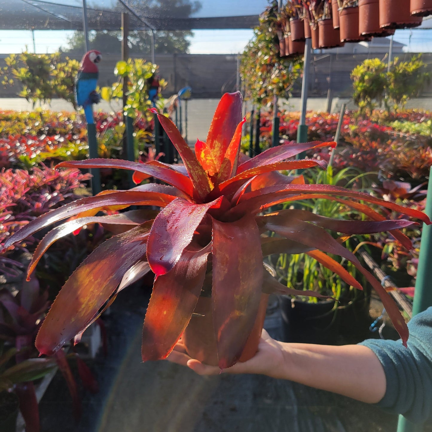 Neoregelia 'Efrain' - Rainforest Flora