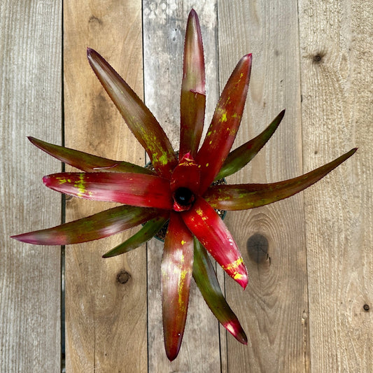 Neoregelia 'Efrain' - Rainforest Flora