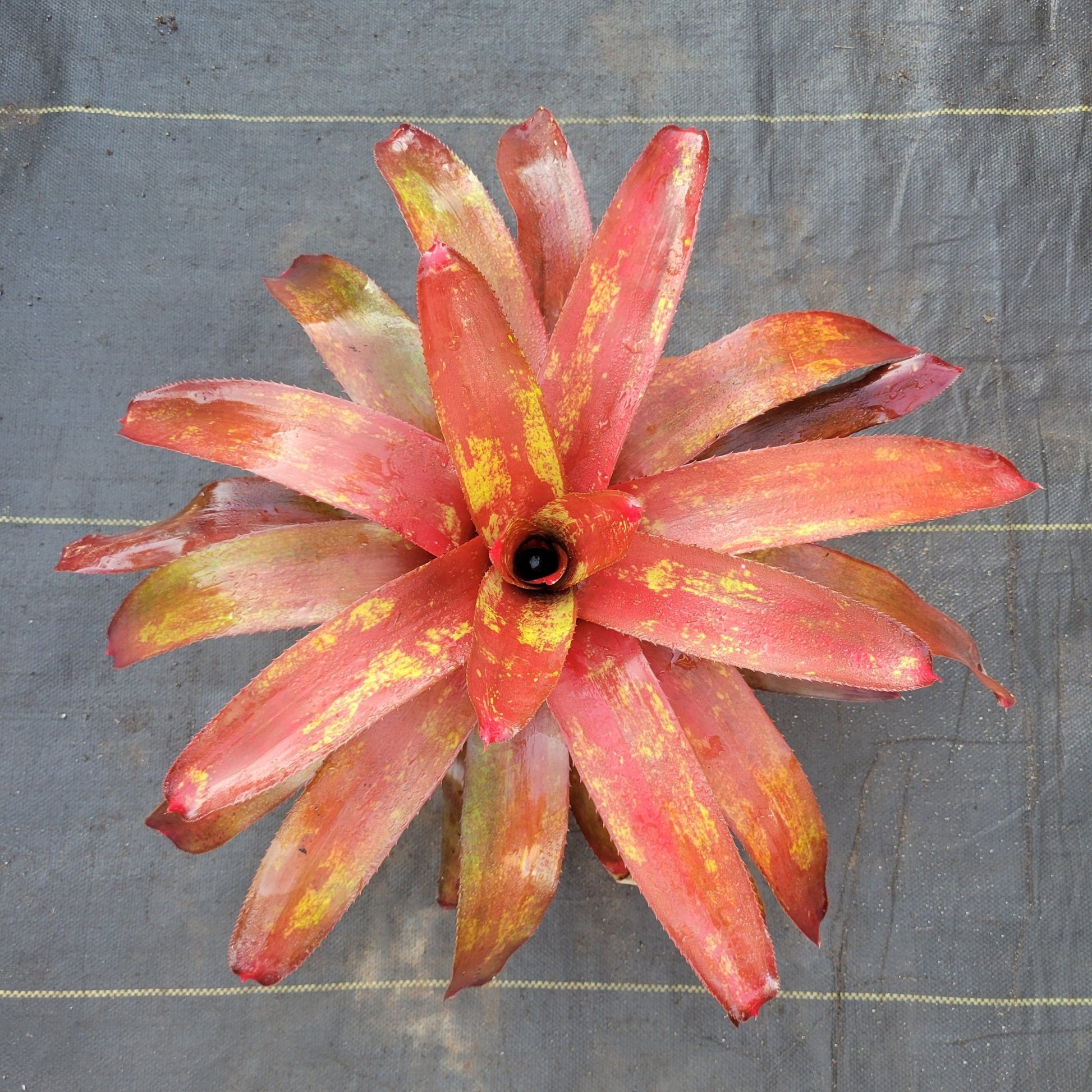 Neoregelia 'Efrain' - Rainforest Flora