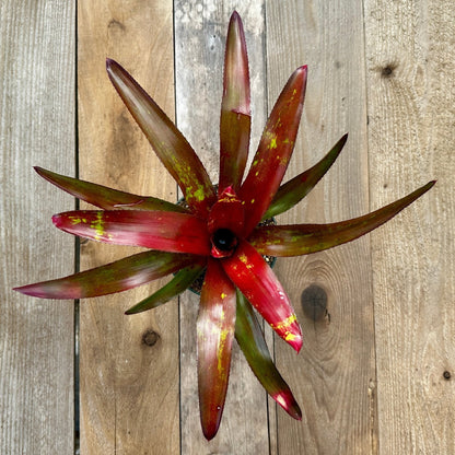 Neoregelia 'Efrain' - Rainforest Flora