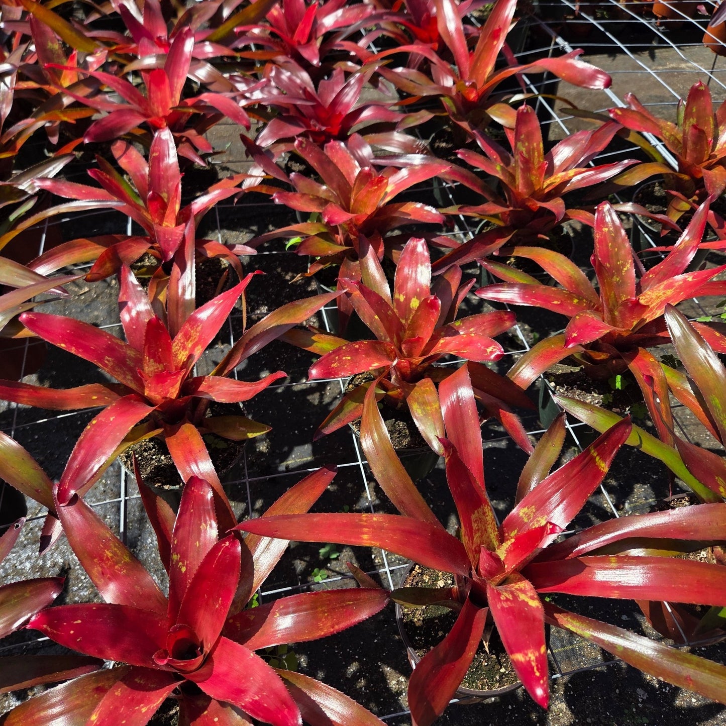 Neoregelia 'Efrain' - Rainforest Flora