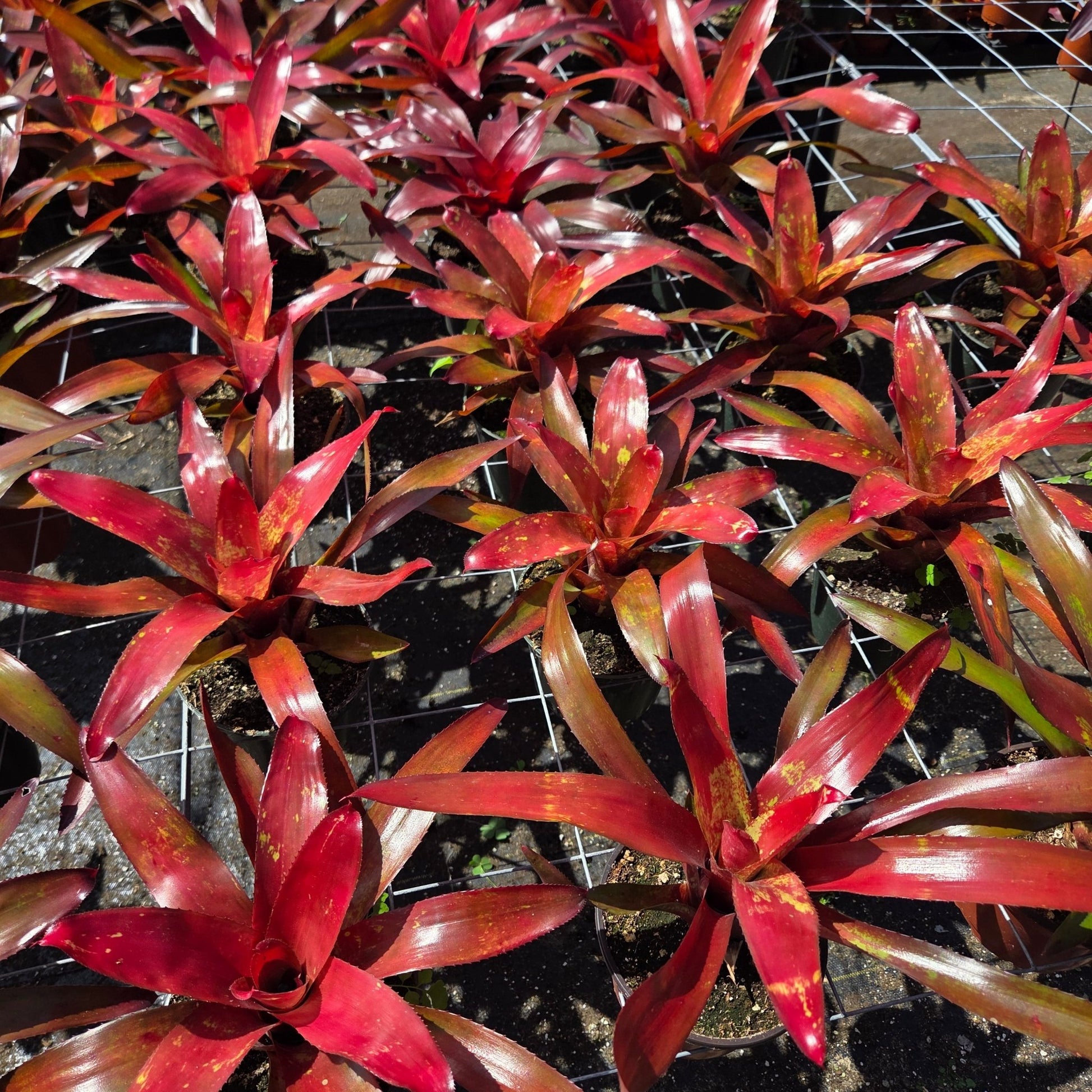 Neoregelia 'Efrain' - Rainforest Flora