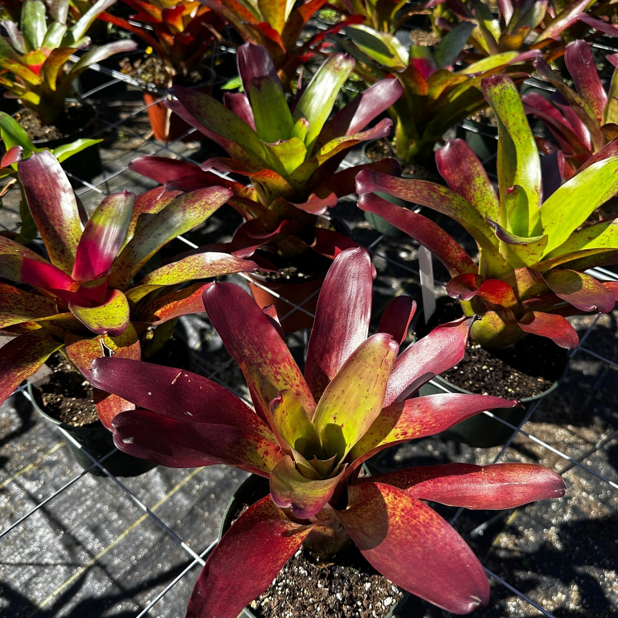 Neoregelia 'Fireball' x 'Catherine Wilson' – Rainforest Flora