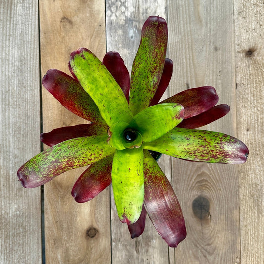 Neoregelia 'Fireball' x 'Catherine Wilson' - Rainforest Flora