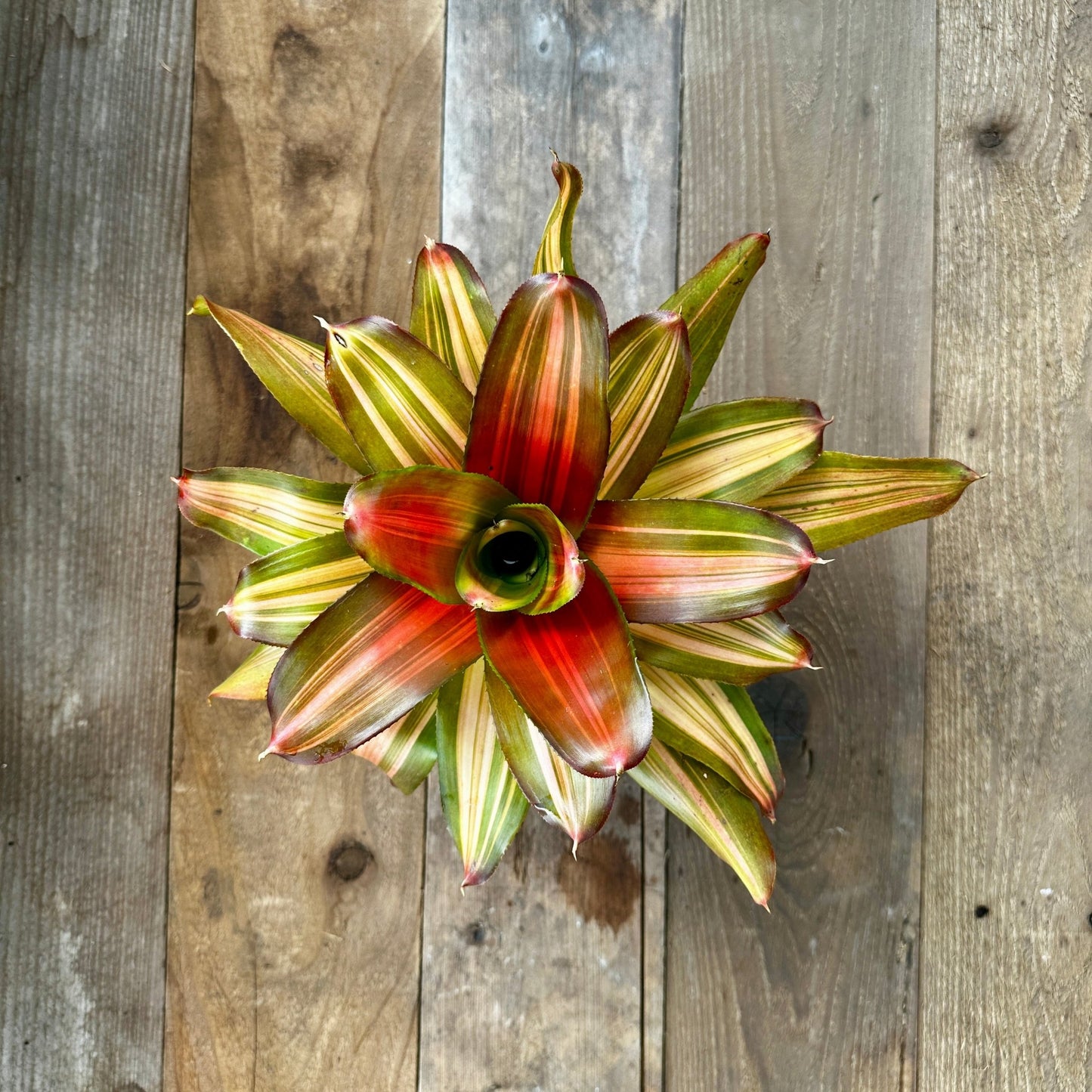 Neoregelia 'Freddy' - Rainforest Flora