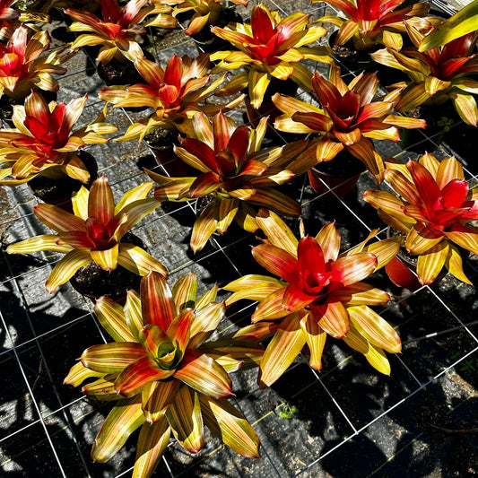Neoregelia 'Freddy' - Rainforest Flora