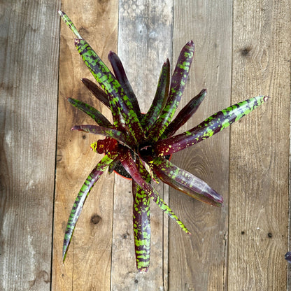 Neoregelia 'Guacamole' - Rainforest Flora