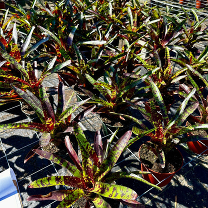 Neoregelia 'Guacamole' - Rainforest Flora