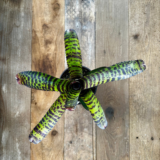 Neoregelia 'Hannibal Lecter' - Rainforest Flora