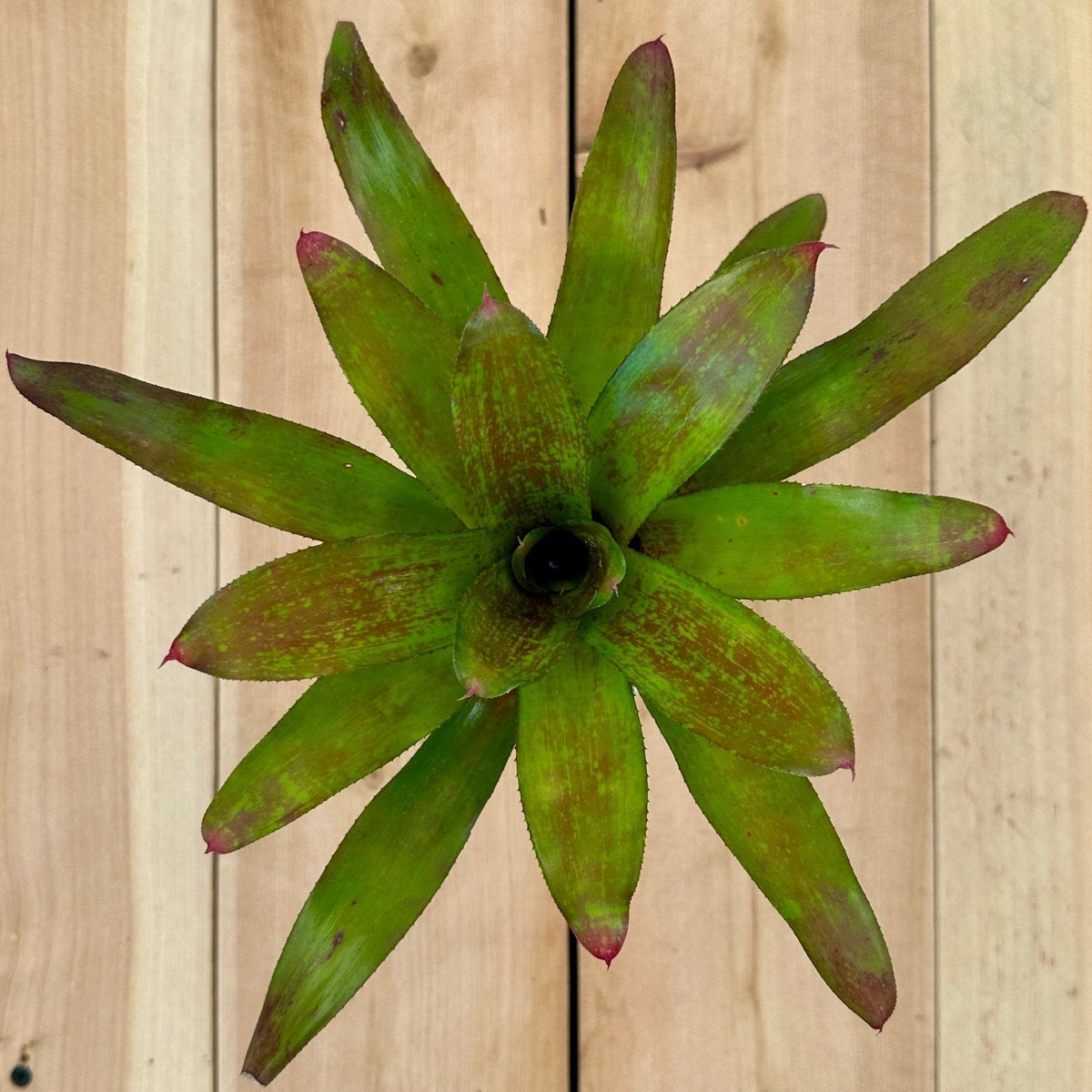 Neoregelia ‘Heart Ache’ (Neoregelia unknown x Neoregelia unknown) - Rainforest Flora