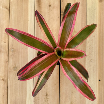 Neoregelia ‘Heat Wave’ (N. carolinae x N. fluminensis) - Rainforest Flora