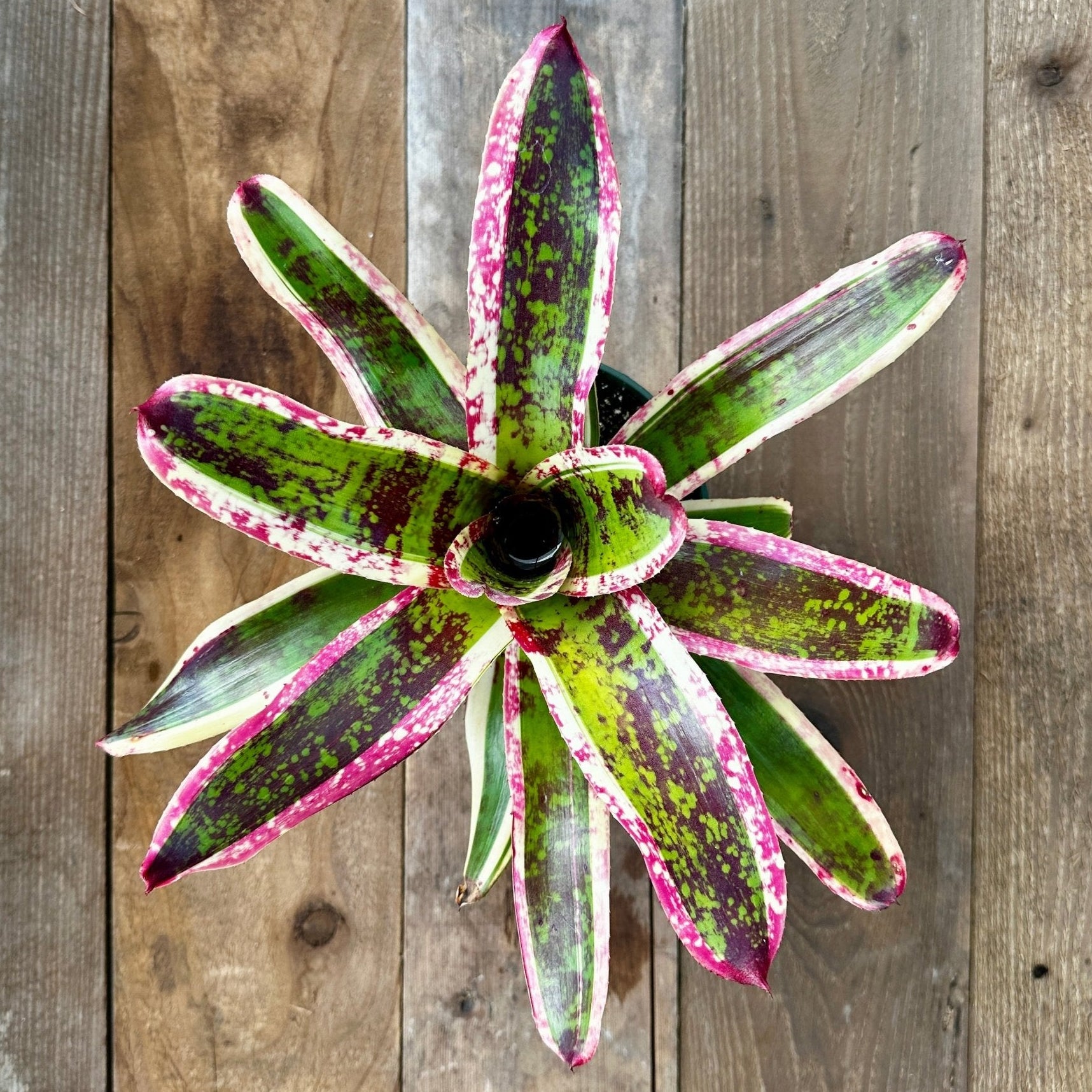 Neoregelia 'Jeannie' – Rainforest Flora