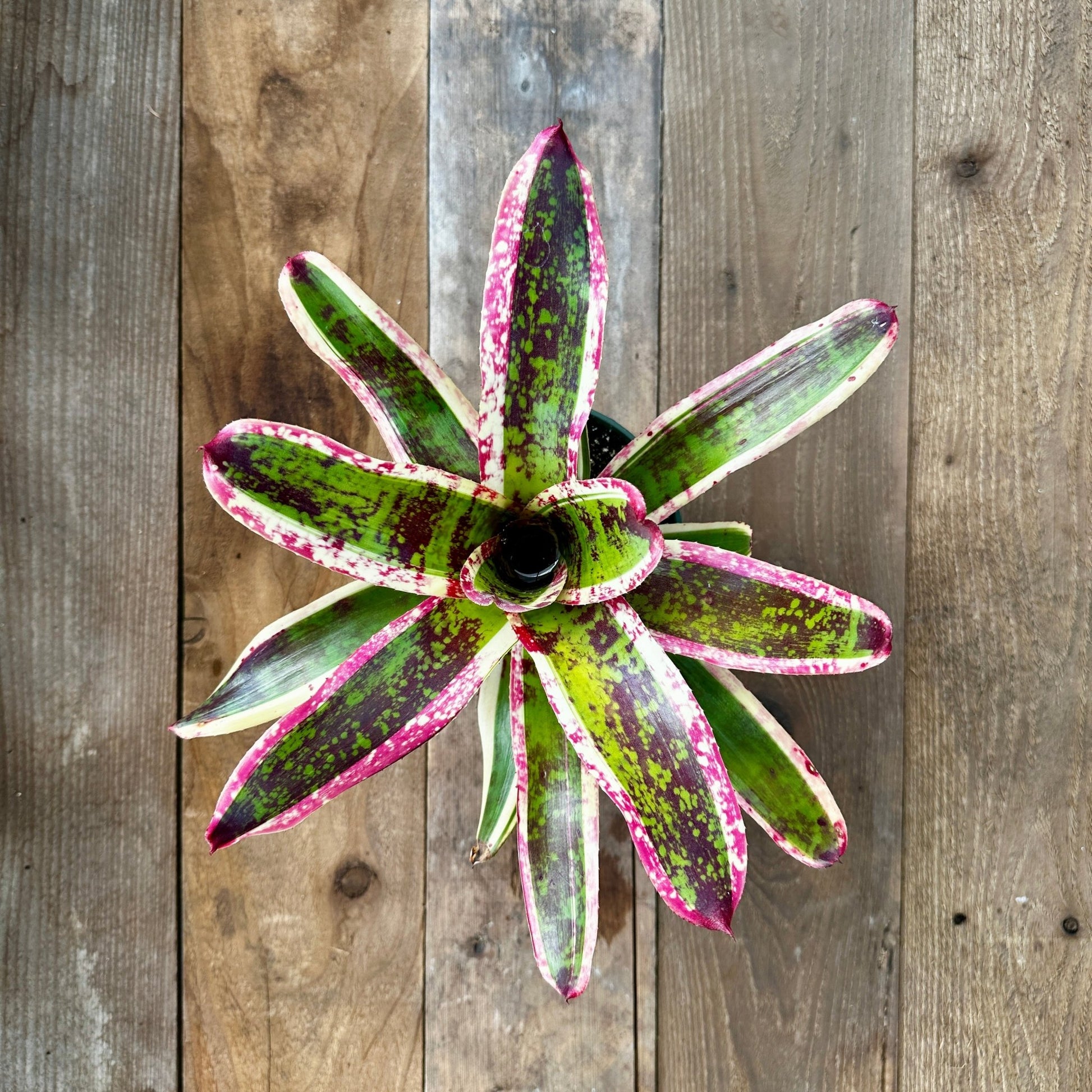 Neoregelia 'Jeannie' - Rainforest Flora