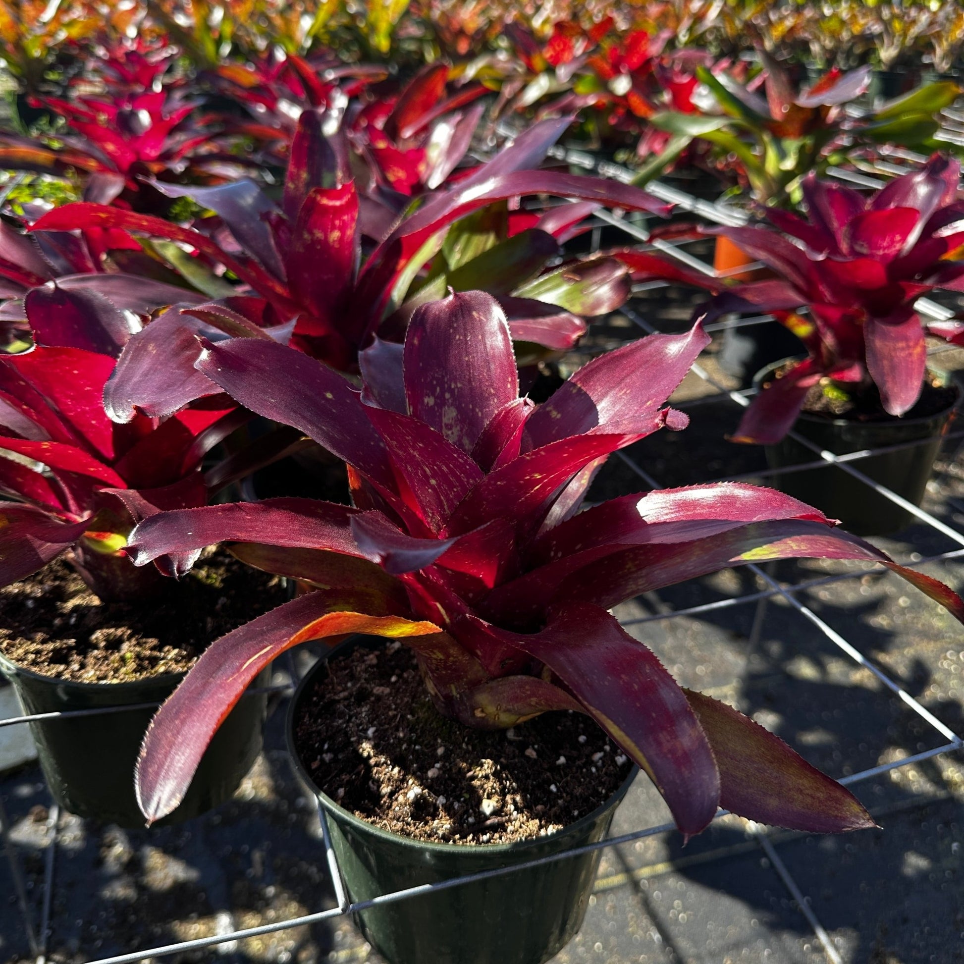 Neoregelia 'Jennifer' - Rainforest Flora