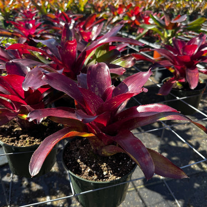 Neoregelia 'Jennifer' - Rainforest Flora