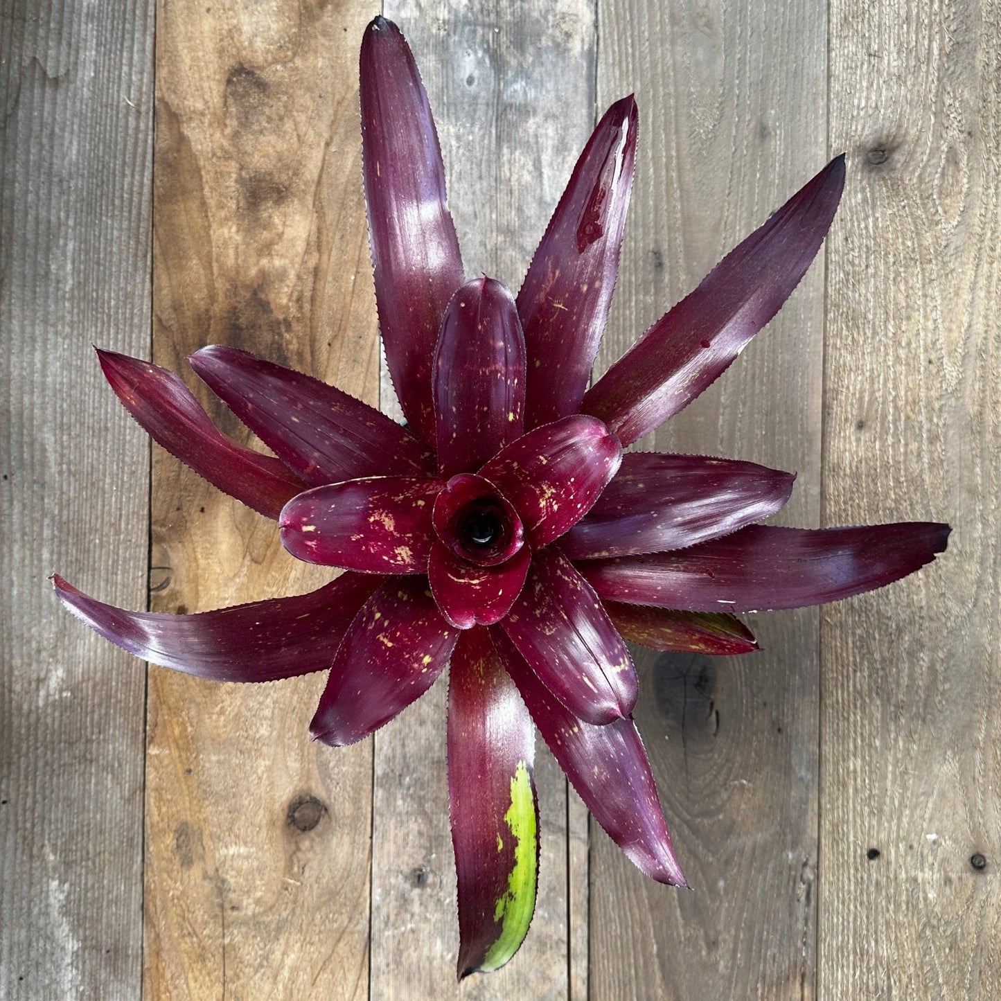 Neoregelia 'Jennifer' - Rainforest Flora