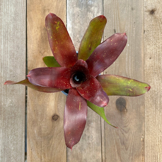 Neoregelia 'Kaylan' - Rainforest Flora