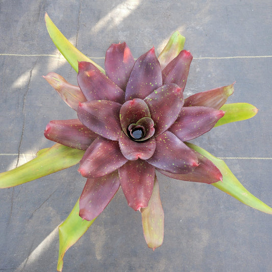 Neoregelia 'Kaylan' - Rainforest Flora