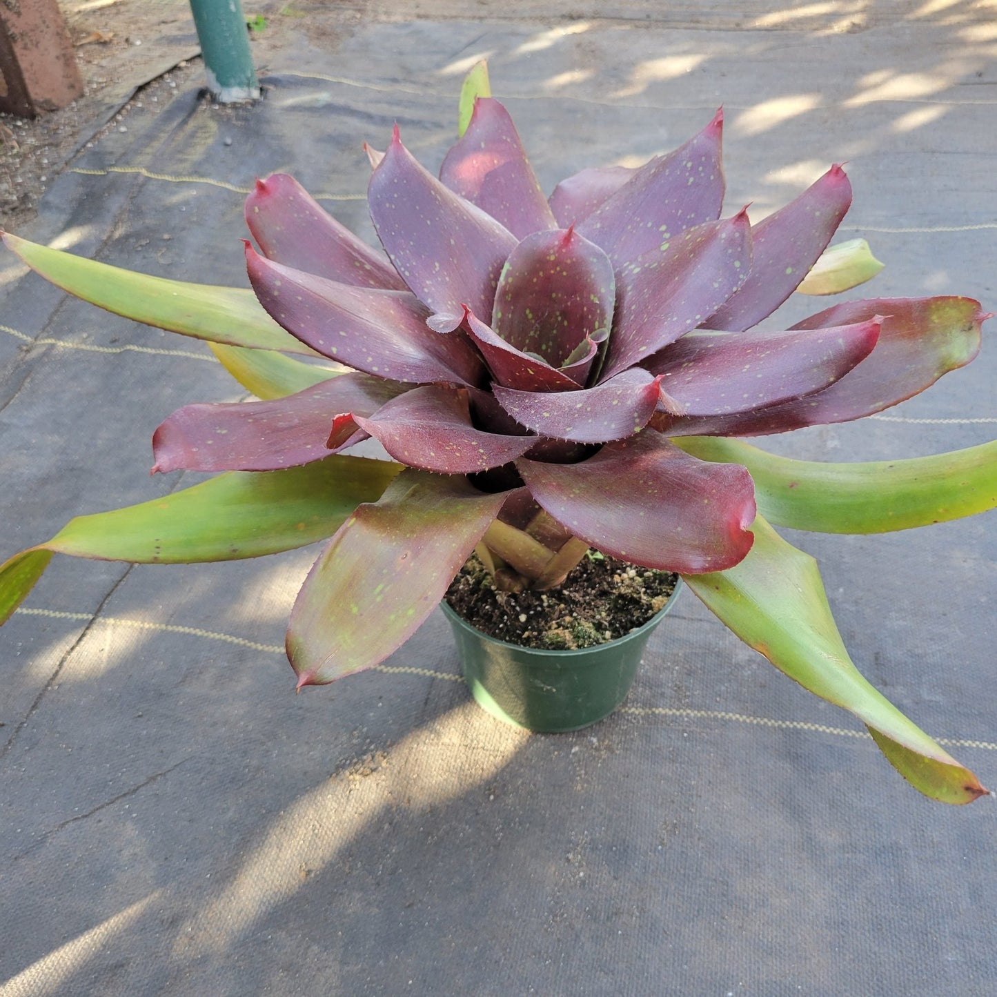 Neoregelia 'Kaylan' - Rainforest Flora