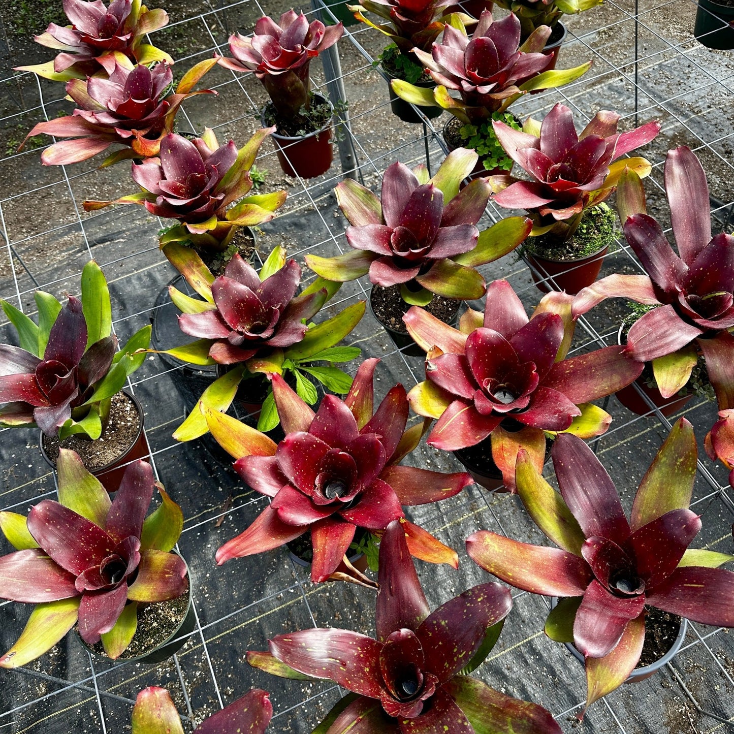 Neoregelia 'Kaylan' - Rainforest Flora