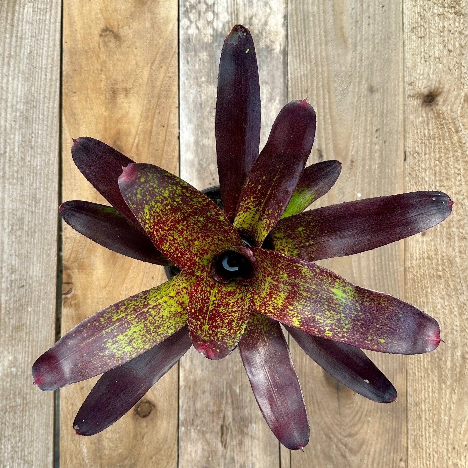 Neoregelia 'Kimberly' – Rainforest Flora