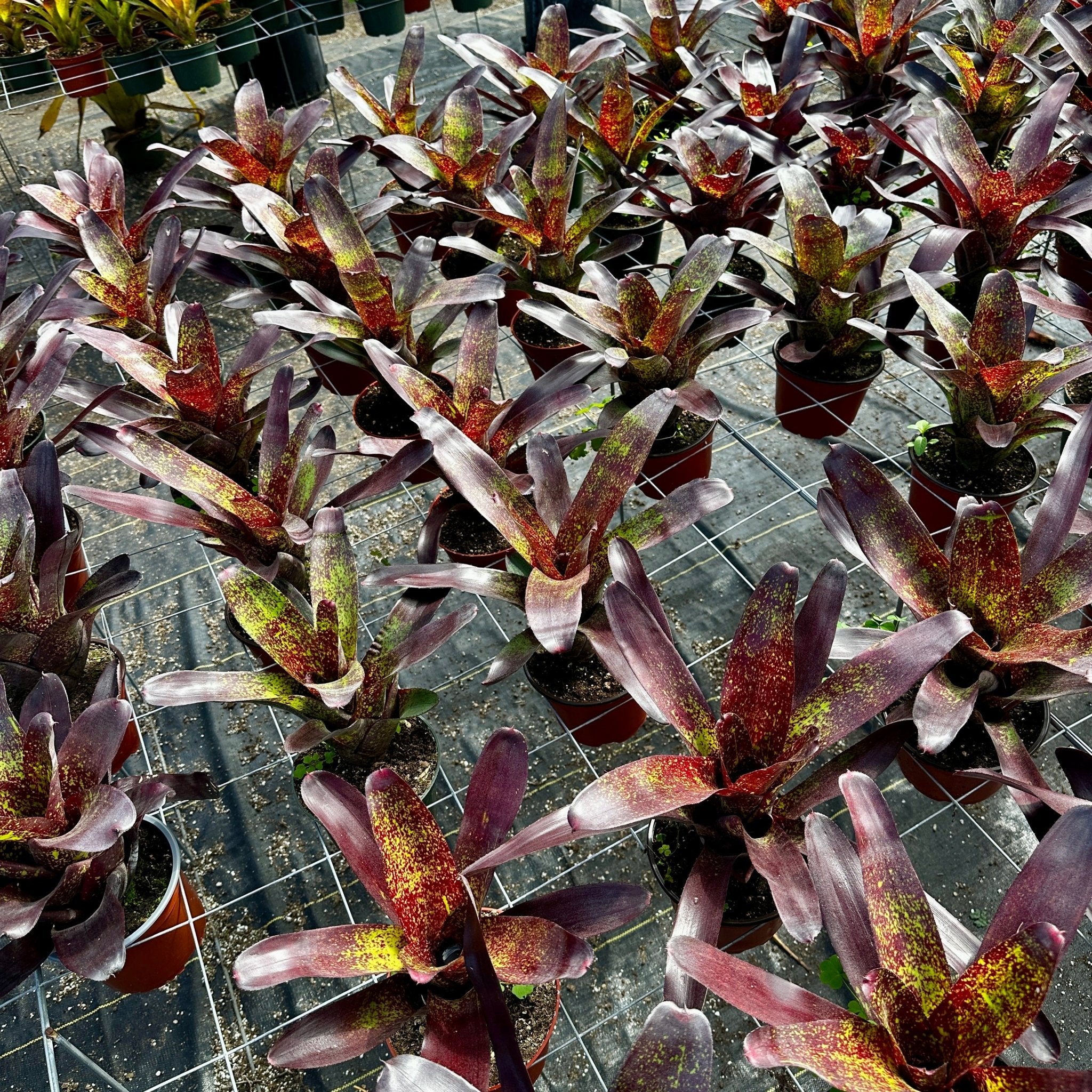 Can　同梱値引き　Neoregelia Quantum Leapなど2苗 Neoregelia 'Kimberly' – Rainforest Flora
