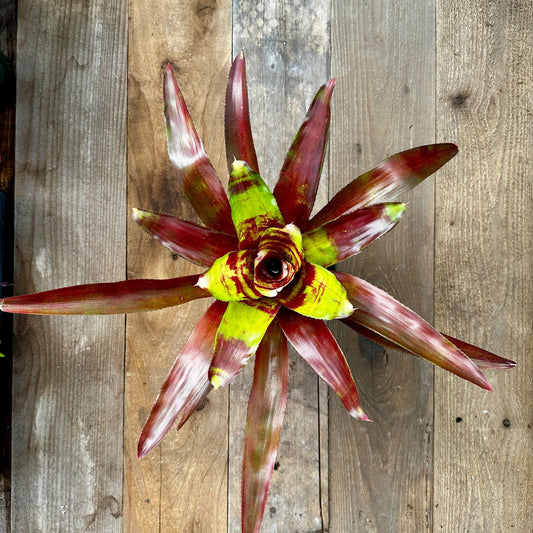 Neoregelia 'Lambert's Pride' - Rainforest Flora