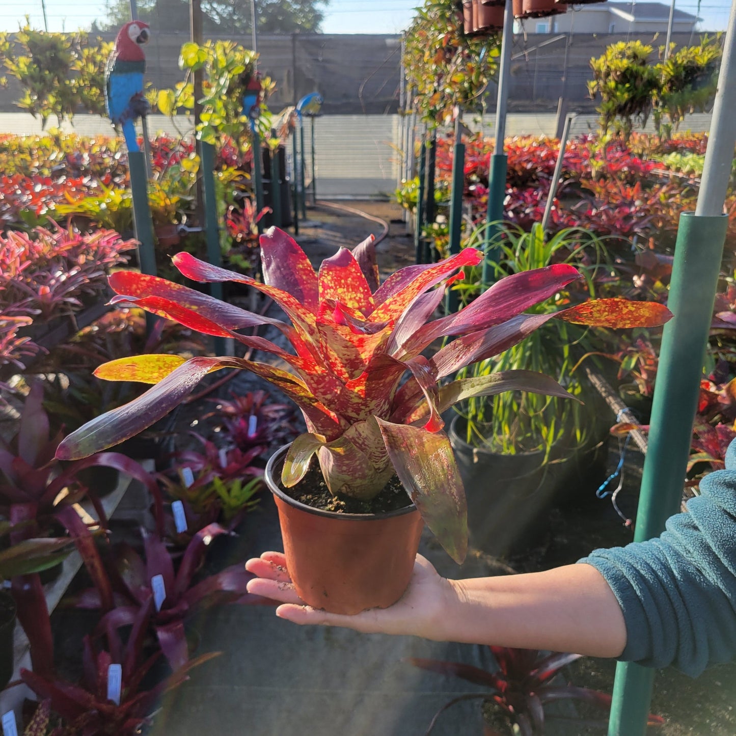 Neoregelia 'Lluvia' - Rainforest Flora