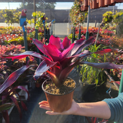 Neoregelia 'Luna' - Rainforest Flora