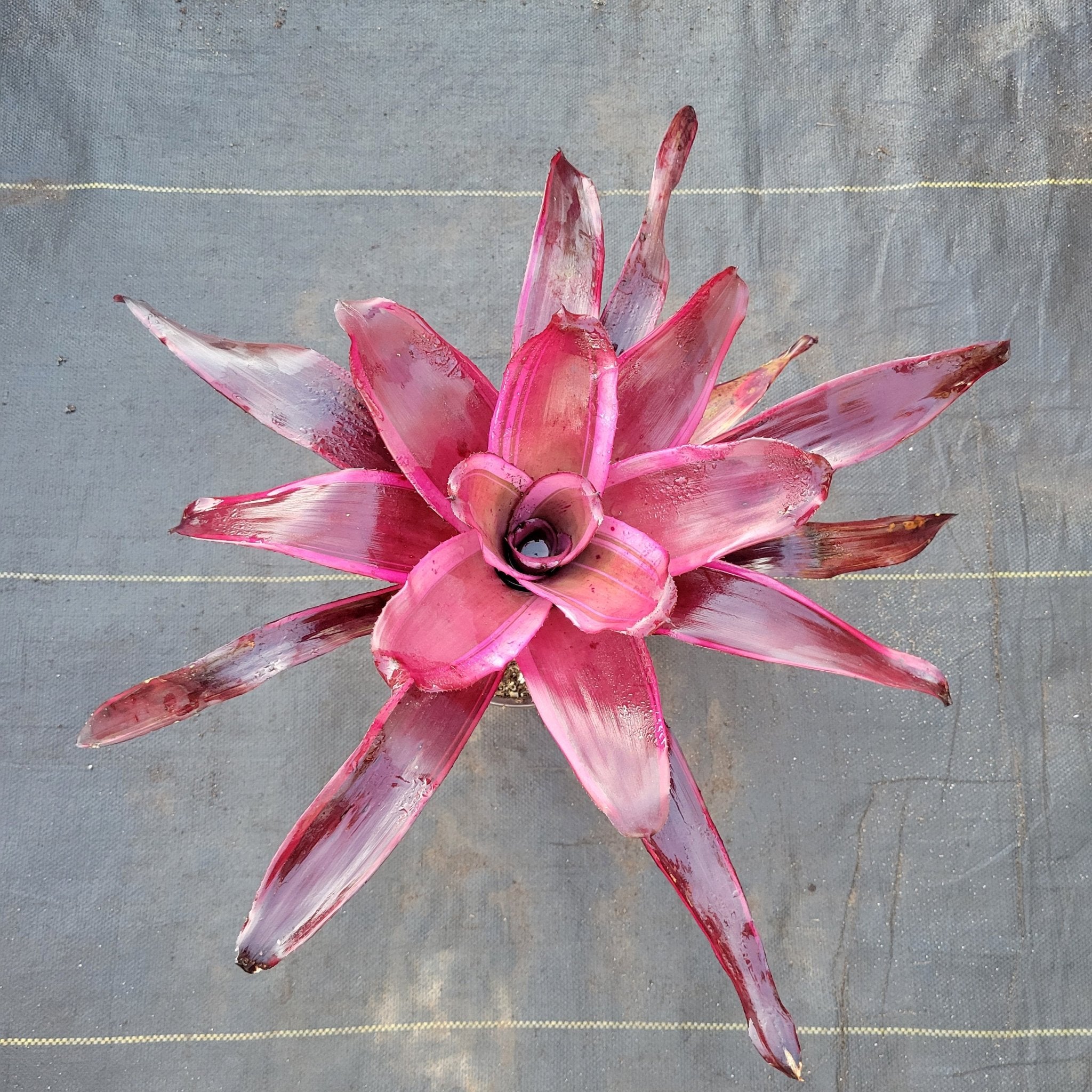 Neoregelia 'Luna' – Rainforest Flora