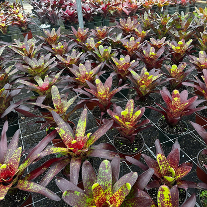Neoregelia 'Magenta Star' - Rainforest Flora