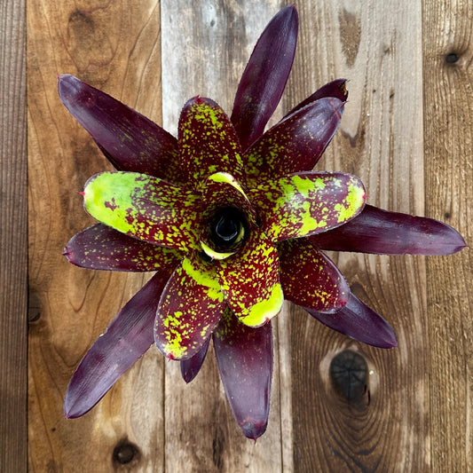 Neoregelia 'Magenta Star' - Rainforest Flora