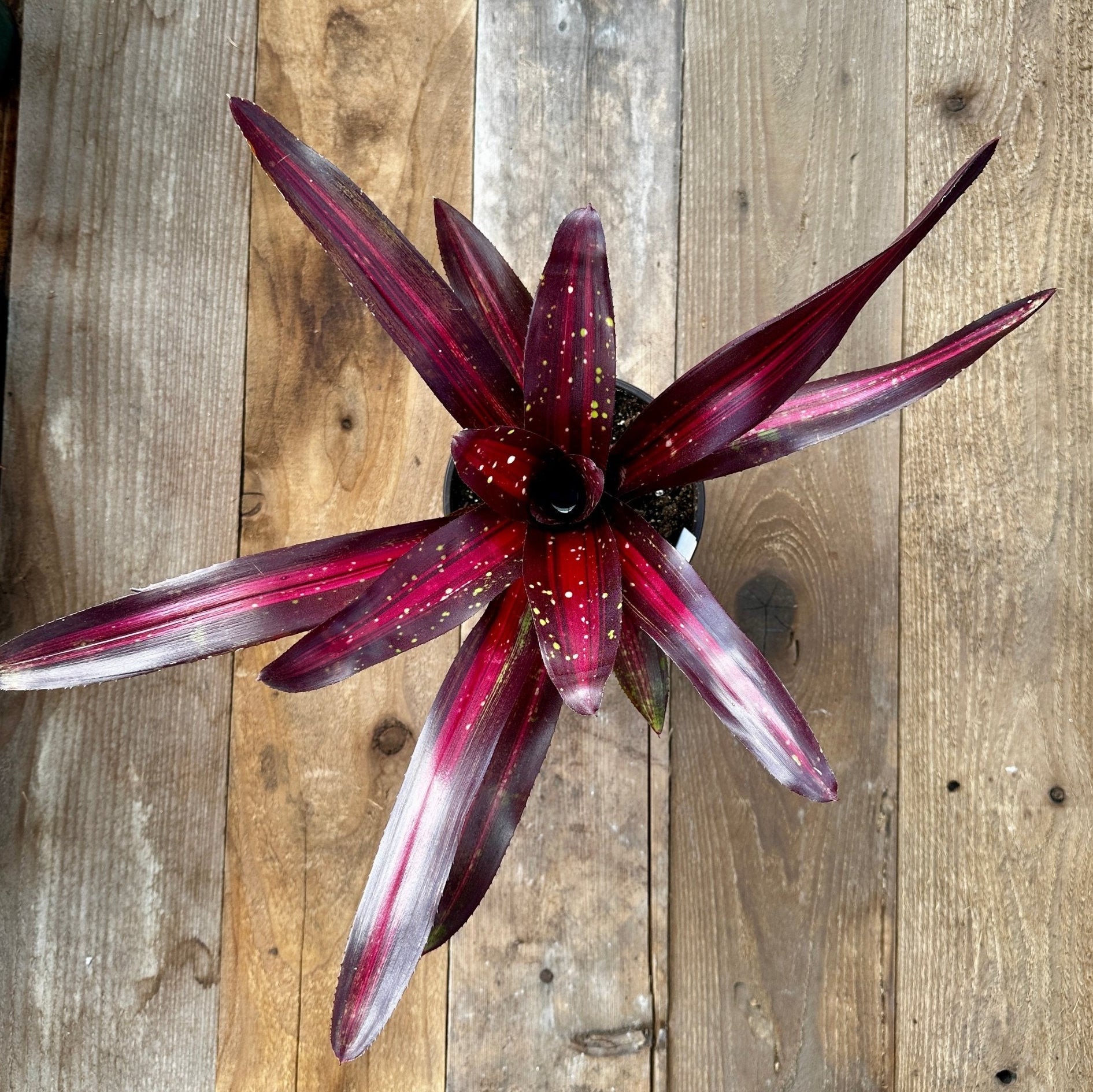 Neoregelia 'Margaret' – Rainforest Flora