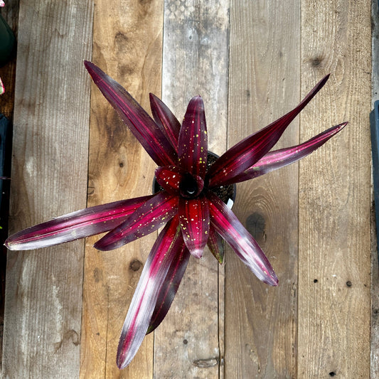 Neoregelia 'Margaret' - Rainforest Flora