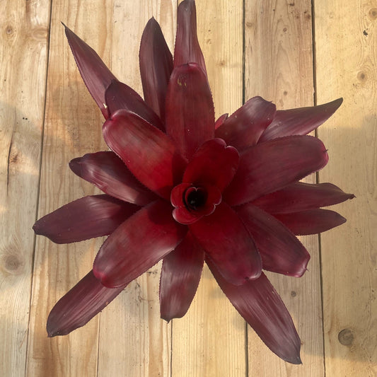Neoregelia 'Maria' - Rainforest Flora