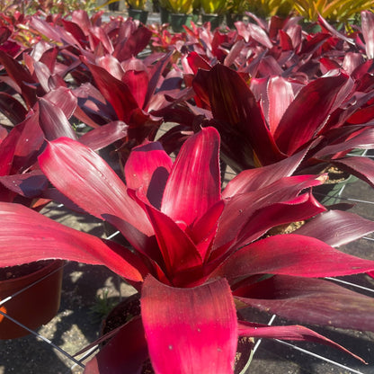 Neoregelia 'Maria' - Rainforest Flora