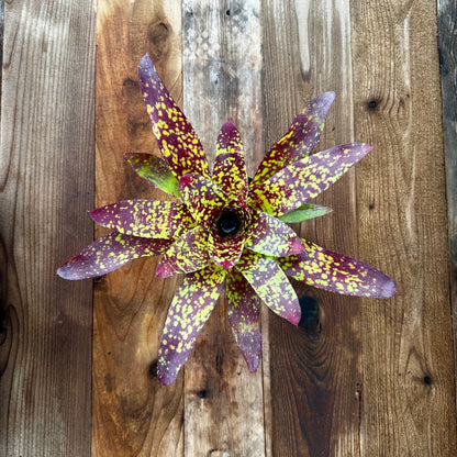 Neoregelia marmorata - Rainforest Flora