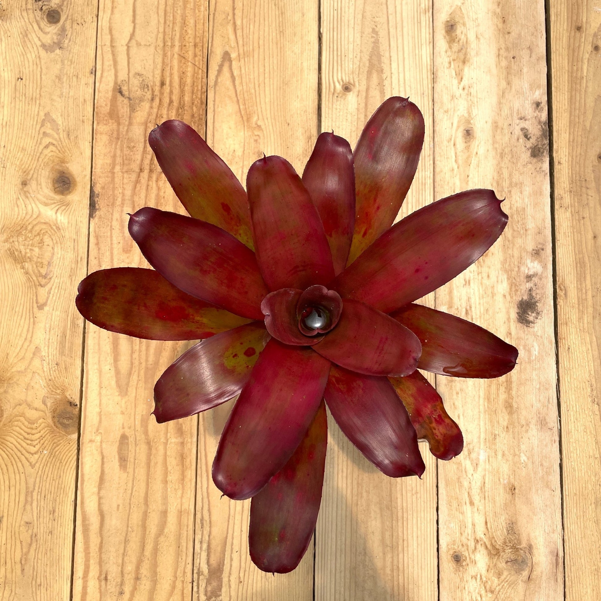 Neoregelia 'Medium Rare' - Rainforest Flora