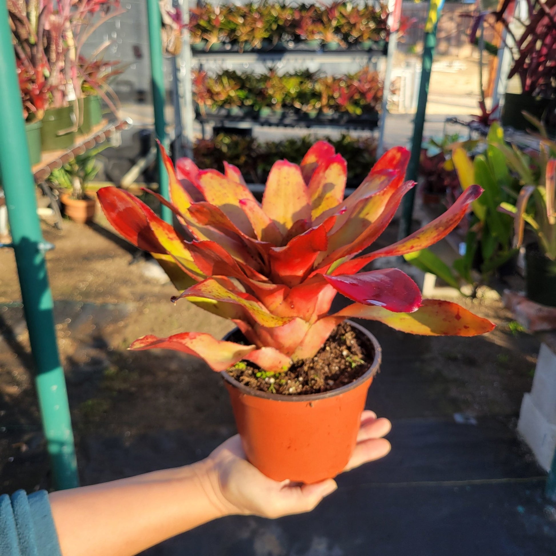 Neoregelia 'Mocha Mint' x 'Olens' - Rainforest Flora