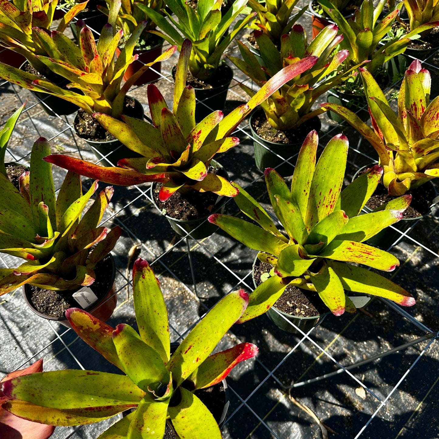 Neoregelia olens x compacta - Rainforest Flora