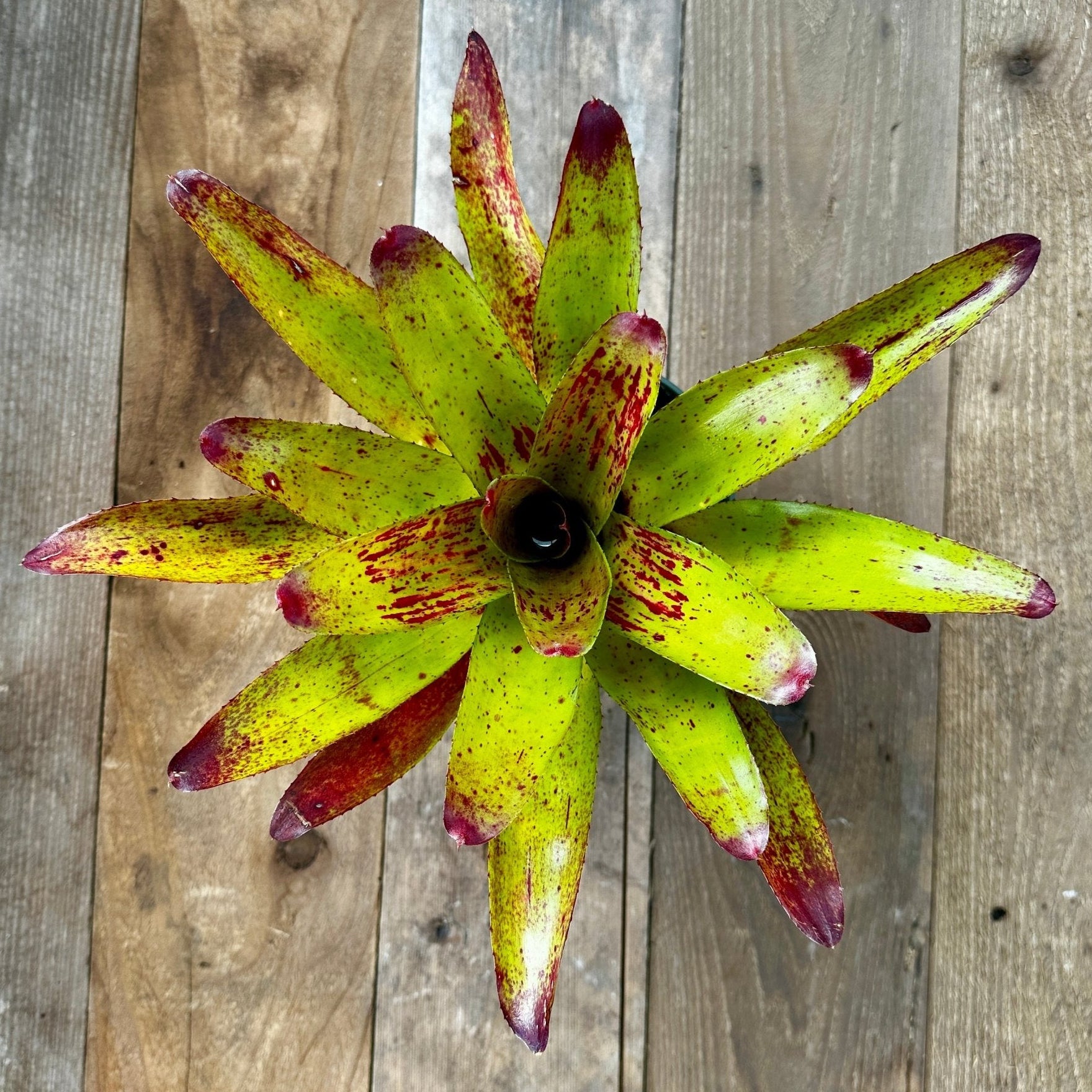 Neoregelia olens x compacta – Rainforest Flora