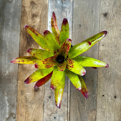 Neoregelia olens x compacta - Rainforest Flora