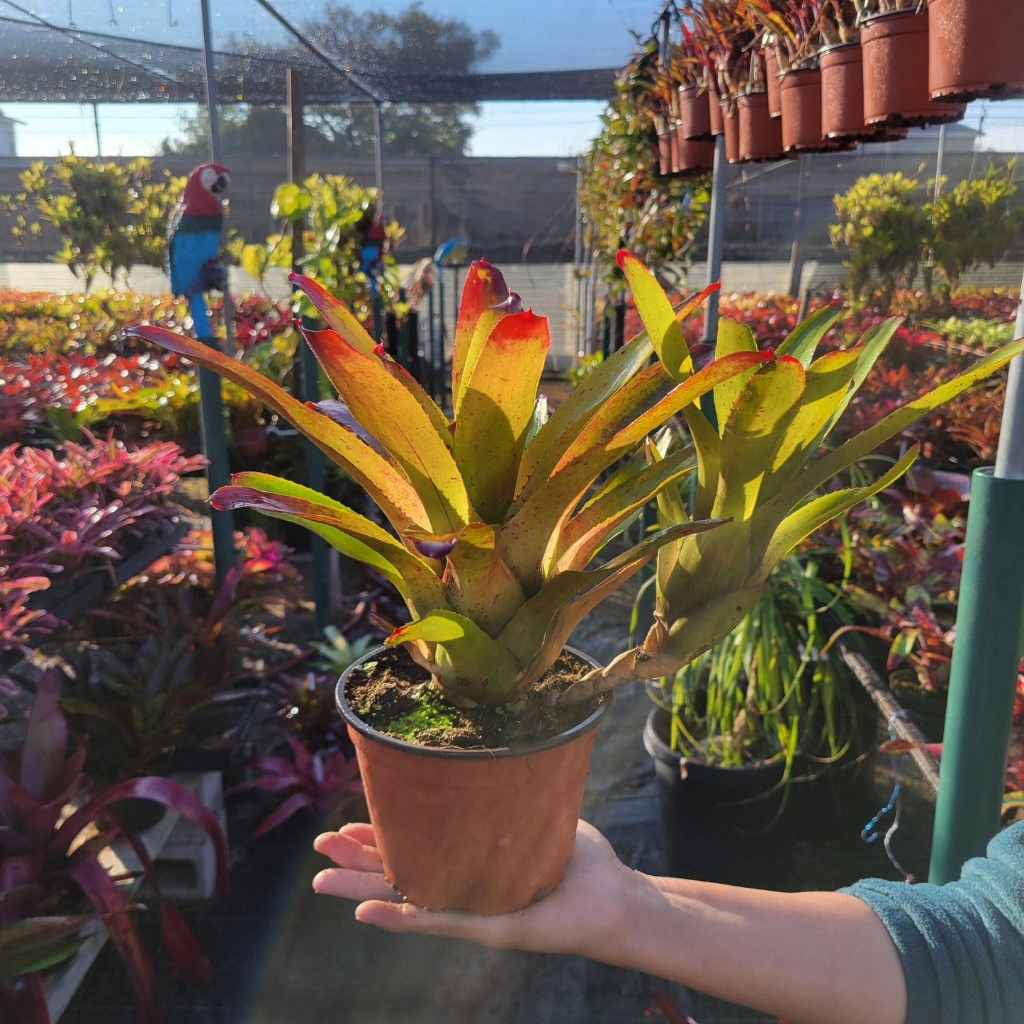 Neoregelia 'Olens' x 'Fireball' - Rainforest Flora