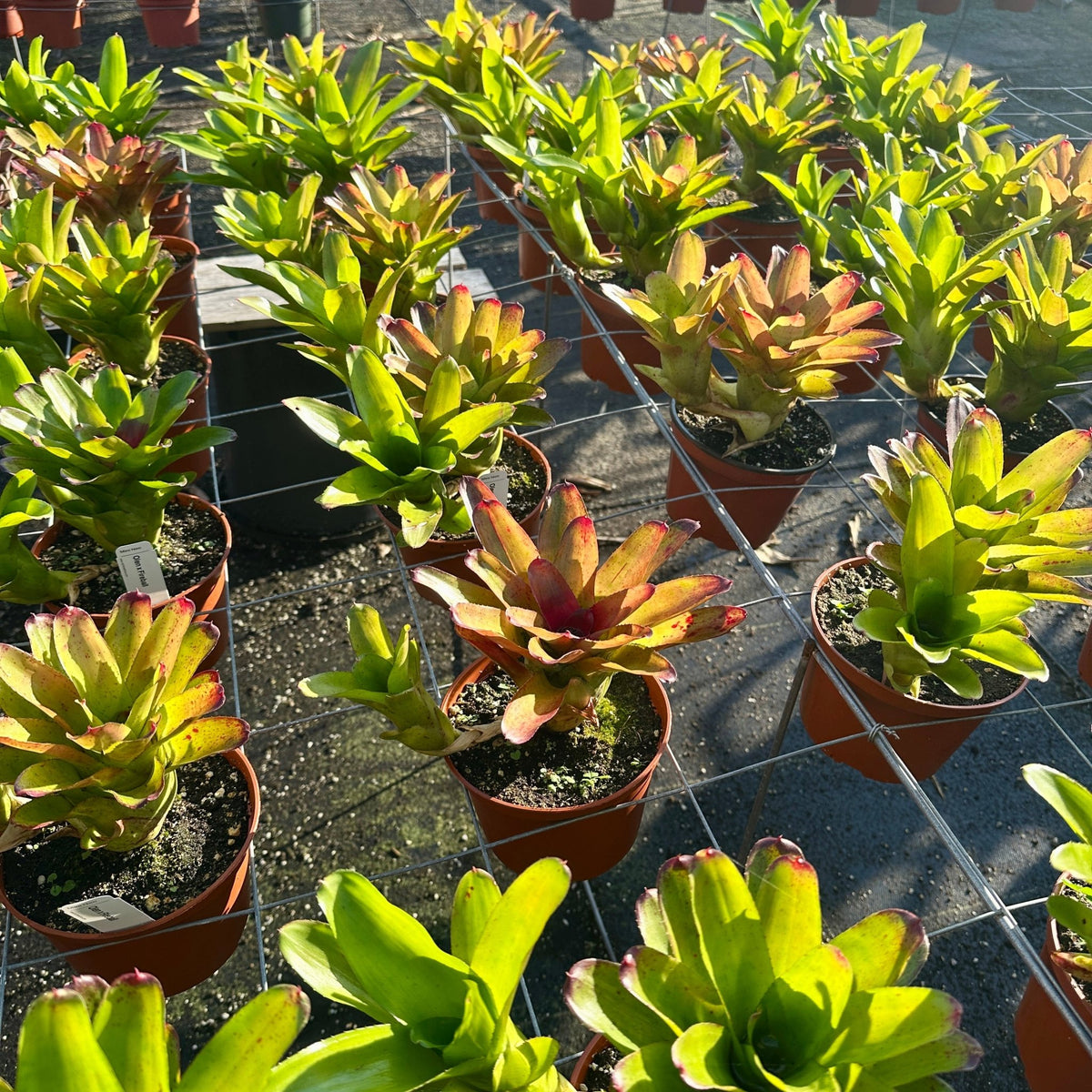 Neoregelia 'Olens' x 'Fireball' - Rainforest Flora