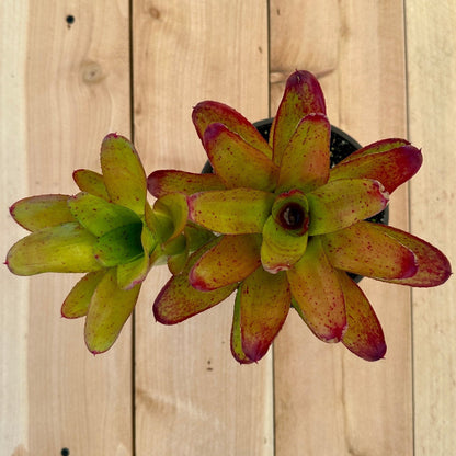 Neoregelia 'Olens' x 'Fireball' - Rainforest Flora