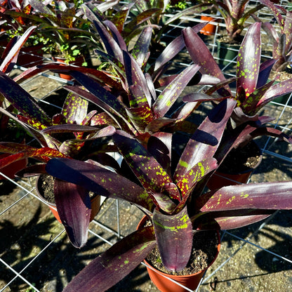 Neoregelia 'Osser' Big Spot - Rainforest Flora