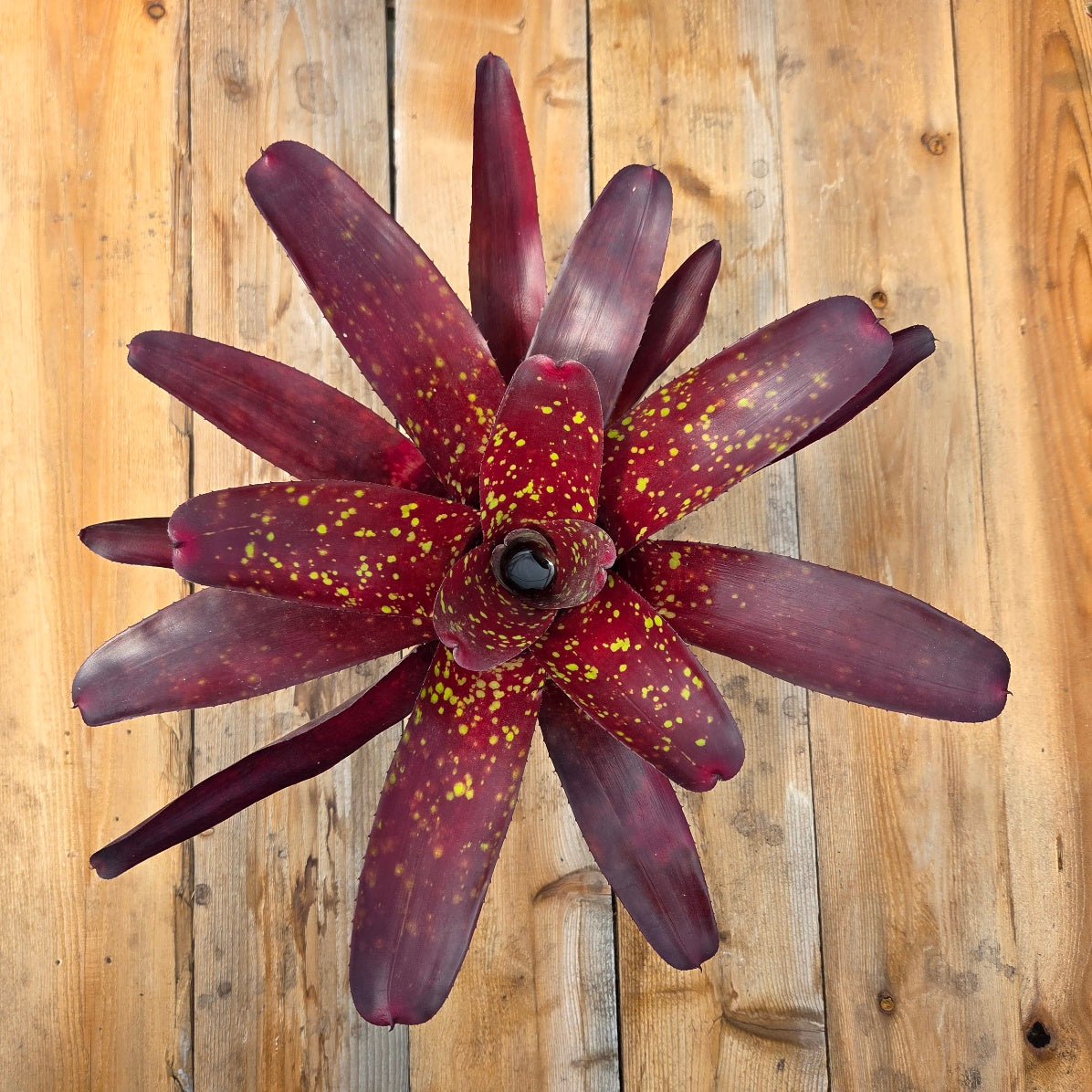 Neoregelia 'Osser' Big Spot - Rainforest Flora