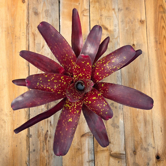 Neoregelia 'Osser' Big Spot - Rainforest Flora