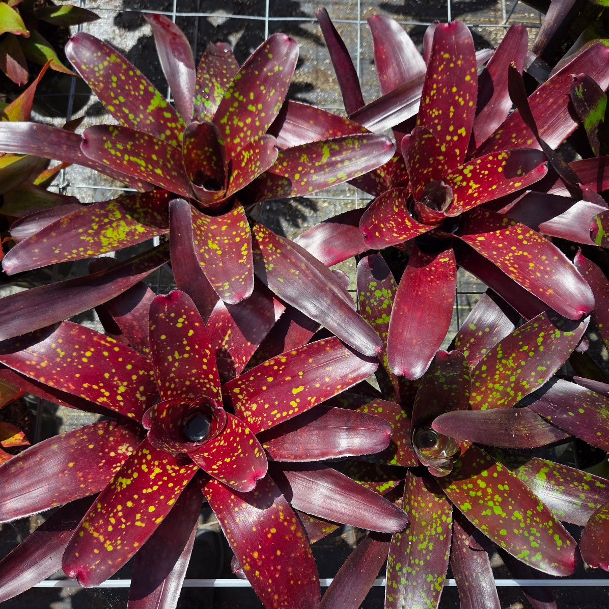 Neoregelia 'Osser' Big Spot - Rainforest Flora